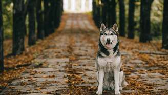 Pesquisas científicas indicam que cães podem perceber o campo magnético da Terra e até alinhar o corpo no eixo norte-sul ao urinar ou defecar quando as condições geomagnéticas estão estáveis – depositphotos.com / IgorVetushko