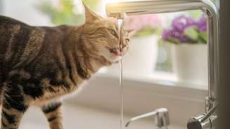 Os bigodes dos felinos são estruturas altamente sensíveis e o contato constante com as bordas do pote pode gerar um incômodo conhecido como “fadiga dos bigodes” – depositphotos.com / Krakenimages.com