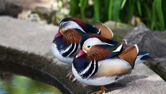 Patos selvagens e outras aves aquáticas usam o sono uni-hemisférico como uma estratégia de sobrevivência, equilibrando repouso e atenção ao ambiente – depositphotos.com / tamifreed
