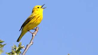 Para a biologia, entender por que as aves cantam e de que forma utilizam esses sinais sonoros ajuda a revelar relações ecológicas, estratégias de sobrevivência e até impactos da atividade humana sobre o ambiente – depositphotos.com / steve_byland