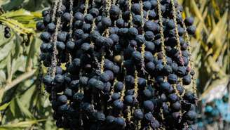 Um novo estudo científico comprovou o efeito neuroprotetor do açaí no cérebro de indivíduos na fase da adolescência