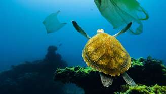 No caso das tartarugas marinhas, veterinários registram com frequência ingestão de fragmentos de sacolas, bexigas de festa, linhas de nylon, elásticos e fitas de balão – depositphotos.com / cegli.o2.pl