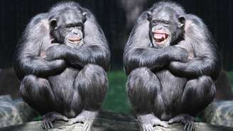 Há casos em que dois animais passam muito tempo juntos, cooperam com frequência, se apoiam em conflitos e parecem “escolher” mutuamente a companhia um do outro – depositphotos.com / vladvitek