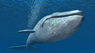 Conhecidas como “florestas flutuantes”, as baleias armazenam toneladas de carbono ao longo da vida e contribuem para o equilíbrio climático do planeta – depositphotos.com / mic1805