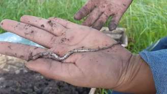 Duas novas espécies de minhocas foram descobertas na Fazenda Canchim, sede da Embrapa Pecuária Sudeste, em São Carlos, no interior do estado de São Paulo. A descoberta, realizada por pesquisadores da Universidade Federal de Santa Catarina, da Embrapa Florestas e da Universidade Federal do Paraná, foi publicada por meio de um artigo científico em abril de 2026 na revista científica internacional Zootaxa. De acordo com os responsáveis da pesquisa, a descoberta ajuda a ampliar o conhecimento sobre as espécies nativas e mostra a riqueza da fauna existente na faixa de transição entre os biomas Mata Atlântica e Cerrado.