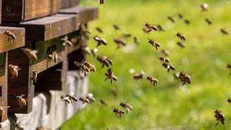 Em diferentes cantos do planeta, uma parte importante da vida depende de organismos tão pequenos que muitas vezes passam despercebidos – depositphotos.com / michaflo