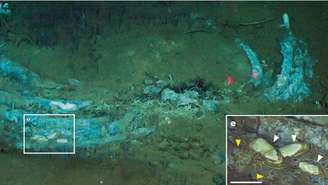 Uma região do Oceano Índico se tornou um cemitério de baleias há mais de 5 milhões de anos