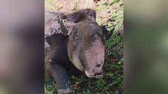 A anta "Neymar" durante o período de tratamento após ser resgatada ferida em Tapiraí, no interior de São Paulo.