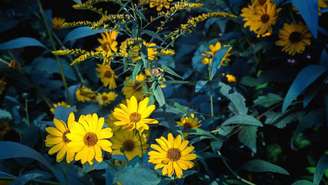 Profissionais de saúde apontam que a arnica pode ter efeitos em situações específicas, como pequenas contusões, torções leves e inflamações superficiais – depositphotos.com / Jujuphotography