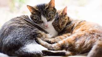 Um estudo publicado na Scientific Reports analisou mais de 5.700 gatos e descobriu as raças mais sociáveis e apegadas aos humanos