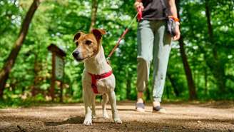 Confira dicas para fazer trilha com seu cachorro