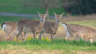 Um novo estudo sobre a doença debilitante crônica, conhecida internacionalmente como Chronic Wasting Disease (CWD), trouxe à tona evidências de que essa enfermidade pode se espalhar de forma silenciosa entre cervídeos, como veados, alces e renas – depositphotos.com / ALeePhotos