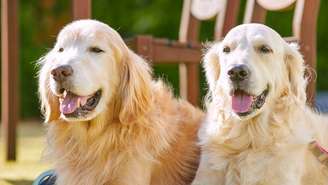 Dois golden retrievers viraram "Chief Happiness Officers" em uma iniciativa que chamou atenção para a importância do bem