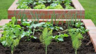 Horta em quintal 