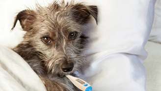 Cachorro doente -depositphotos.com / adogslifephoto