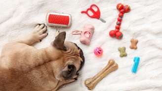 Brinquedos interativos ajudam cães e gatos a gastarem energia física e mental dentro de casa