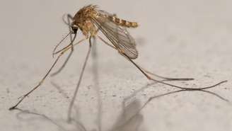 O mosquito O Culex pipiens, responsável pela chegada à Escócia do vírus Usutu, que está matando aves na ilha de Arran.