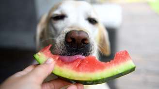 Algumas frutas comuns na alimentação humana podem oferecer riscos à saúde dos cães