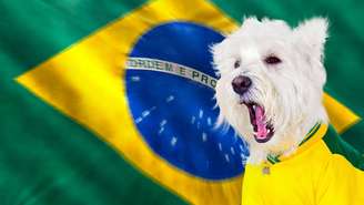 A Copa do Mundo em junho traz alegria, mas o barulho dos fogos e a euforia dos gols são um pesadelo para os pets; veja dicas de ouro