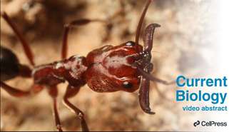 Espécie de aranha-balista é descoberta na Austrália e ela possui