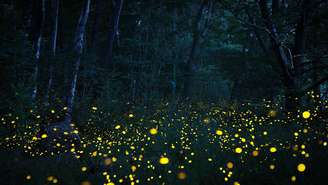Ambientes naturais e com pouca iluminação favorecem a presença de vagalumes