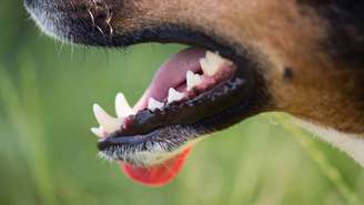 A saúde bucodental de cães e gatos tem ganhado cada vez mais atenção em clínicas e hospitais veterinários, especialmente porque muitos dos problemas na boca não são percebidos logo no início – depositphotos.com / loriklaszlo
