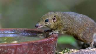 Pequenos mamíferos insetívoros que produzem saliva com toxinas._depositphotos.com / alenthien