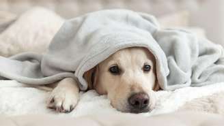 Descubra o melhor horário para sair com seu pet no frio