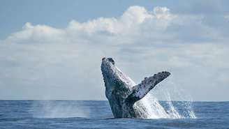 À medida que a demanda crescia, navios baleeiros ampliavam rotas para praticamente todos os oceanos. _depositphotos.com / izanbar