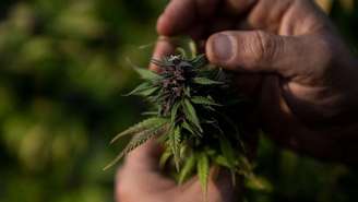 De acordo com especialistas, a maconha está presente no Brasil desde o período colonial