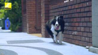 Descubra como o projeto permitiu que um cachorro fotógrafo mostrasse ao mundo, através de fotos, as pequenas coisas que derretem seu coração
