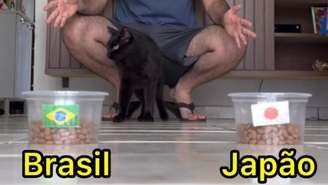 Gato Milu, vidente que já acertou as previsões de todos os jogos desta Copa.