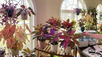 Plantas coloridas espalhadas pela casa criam decoração vibrante e cheia de vida - Imagens geradas por IA