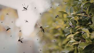 Plantas aromáticas e pequenas mudanças no jardim podem ajudar a reduzir naturalmente a presença de mosquitos