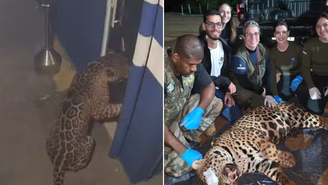 Onça-pintada foi filmada "invadindo" empresa no Paraná e seguiu sendo monitorada por cerca de 50 dias, até ser capturada