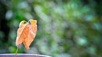 Folhas amareladas e aspecto murcho podem indicar estresse nas plantas e necessidade de ajustes nos cuidados