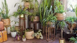 Plantas  -