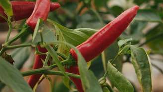 Pimenteira