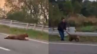 Vídeo mostra homem puxando onça viva pelo rabo no meio de rodovia no interior de SP