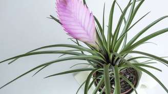 Tillandsia cyanea  -