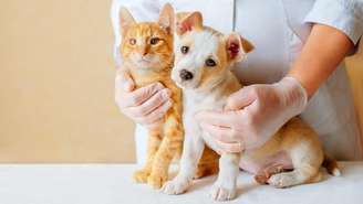 Descubra a idade de seu pet