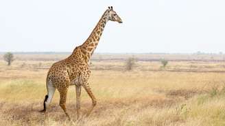 Girafa na savana -