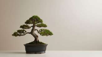 O bonsai divide opiniões no Feng Shui: enquanto alguns associam seu crescimento controlado à estagnação, outros enxergam a planta como símbolo de equilíbrio, paciência e conexão com a natureza