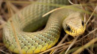 No Dia da Cobra, estudiosos explicam por que sonhar com o animal pode revelar medos, mudanças e até momentos de transformação