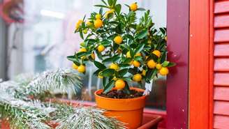 Tangerineira em vaso com frutos alaranjados  -