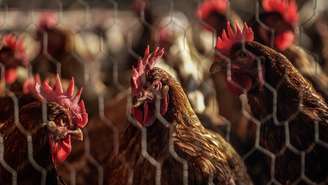 As aves da Korin são criadas com alimentação livre de transgênicos e antibióticos