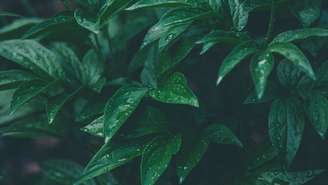 Suas plantas parecem mais fracas no inverno? Talvez o problema esteja na rotina de cuidados