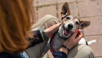 A ciência valida a intuição dos tutores: estudo da UC San Diego comprova a comunicação canina e mostra que os cães pensam e combinam palavras