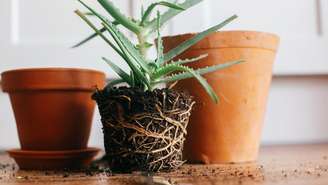 Trocar a planta de vaso no momento certo favorece o crescimento saudável das raízes
