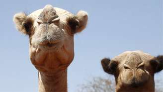 Ao longo dos anos, criadores de gado no Chifre da África e no Norte da África passaram a criar camelos por causa da resistência desses animais ao calor e à seca